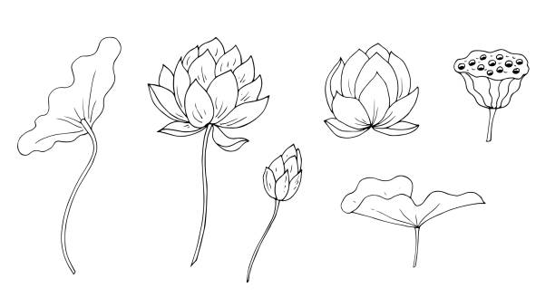Flowers, leaves, lotus fruits. Vector illustration. Linear drawing. Flowers, leaves, lotus fruits. Vector illustration. Linear drawing. lotus flower drawing stock illustrations