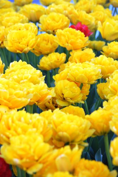 istock Garden flowers 1318308056