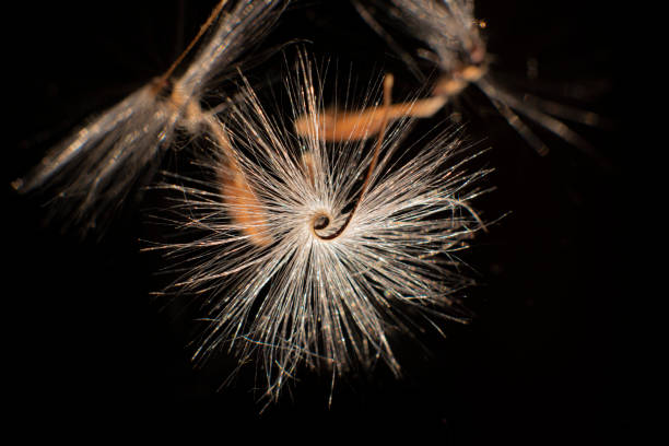 Brightly lit Pelargonium seeds, with fluffy hairs and a spiral body, are reflected in black perspex. Geranium seeds that look like ballerina ballet dancers. Motes of dust shine in the background like a constellation of stars. High quality photo las semillas de pelargonium brillantemente iluminadas, con pelos esponjosos y un cuerpo espiral, se reflejan en el perspex negro. semillas de geranio que parecen bailarinas de ballet. motas de polvo brillan en el fondo como una constelación de estrellas