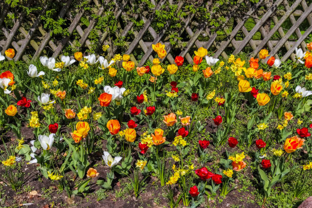 belle vue à un domaine coloré de fleur de tulipe un jour ensoleillé d’été - lady tulip photos et images de collection