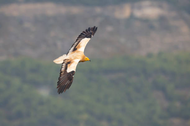 istock An Egyptian vulture (Neophron percnopterus) flying in the Spanisch Pyrenees mountains. 1318310566