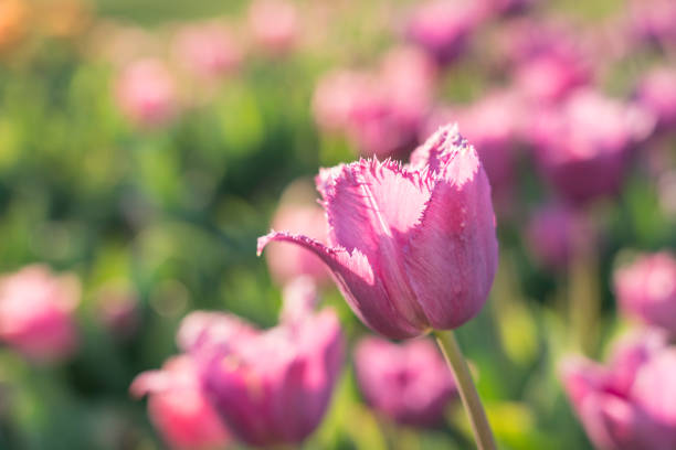 Lots of pink tulips against blurred green background. Low angle view. Slovenia