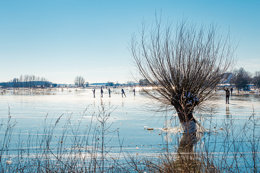 Willows in frozen floodplains along river Rhine in Wageningen in The Netherlands during a cold winter period