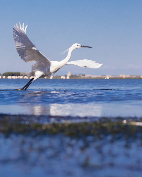 istock white egret Bird take-off to fly over the sea 1318311433