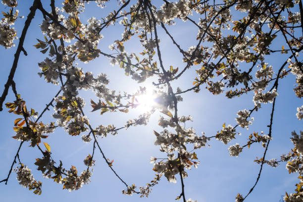 istock Selective focus of beautiful cherry trees in blossom during springtime 1318311613