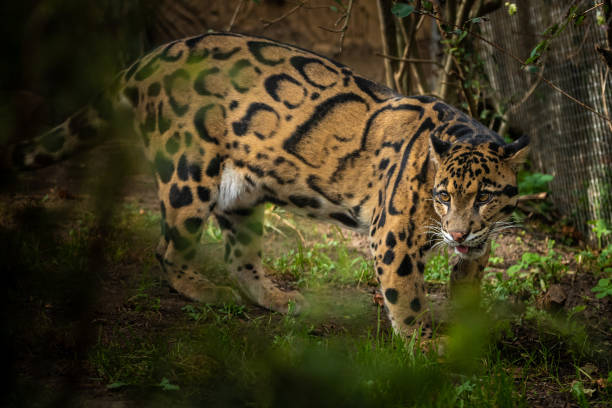 Clouded leopard Very rare clouded leopard walking during sunset portrait of beautiful clouded leopard neofelis nebulosa stock pictures, royalty-free photos & images