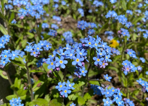 Tiny Blue Forget-me-nots blooming in spring