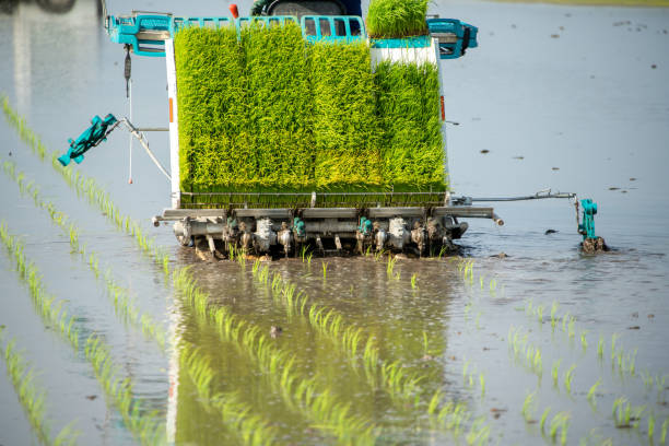 A state of planting rice seedlings using a rice transplanter A state of planting rice seedlings using a rice transplanter paddy transplanter stock pictures, royalty-free photos & images