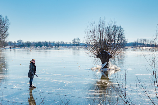 Wageningen, The Netherlands - February 13, 2021: Woman ice skating in the sun along the willows on frozen floodplains along river Rhine in Holland