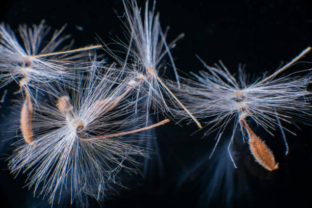 Brightly lit Pelargonium seeds, with fluffy hairs and a spiral body, are reflected in black perspex. Geranium seeds that look like ballerina ballet dancers. Motes of dust shine in the background like a constellation of stars Brightly lit Pelargonium seeds, with fluffy hairs and a spiral body, are reflected in black perspex. Geranium seeds that look like ballerina ballet dancers. Motes of dust shine in the background like a constellation of stars. High quality photo perspex stock pictures, royalty-free photos & images