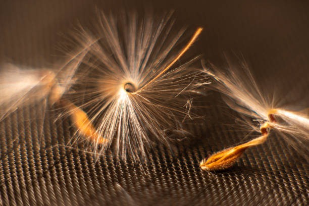 Brightly lit Pelargonium seeds, with fluffy hairs and a spiral body, are reflected in black perspex. Geranium seeds that look like ballerina ballet dancers. Motes of dust shine in the background like a constellation of stars Brightly lit Pelargonium seeds, with fluffy hairs and a spiral body, are reflected in black perspex. Geranium seeds that look like ballerina ballet dancers. Motes of dust shine in the background like a constellation of stars. High quality photo perspex stock pictures, royalty-free photos & images