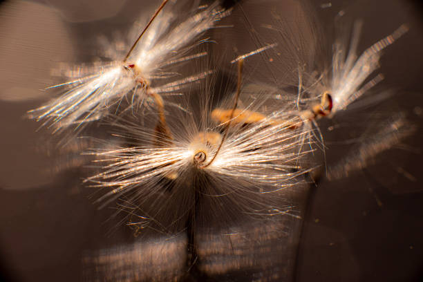Brightly lit Pelargonium seeds, with fluffy hairs and a spiral body, are reflected in black perspex. Geranium seeds that look like ballerina ballet dancers. Motes of dust shine in the background like a constellation of stars Brightly lit Pelargonium seeds, with fluffy hairs and a spiral body, are reflected in black perspex. Geranium seeds that look like ballerina ballet dancers. Motes of dust shine in the background like a constellation of stars. High quality photo perspex stock pictures, royalty-free photos & images
