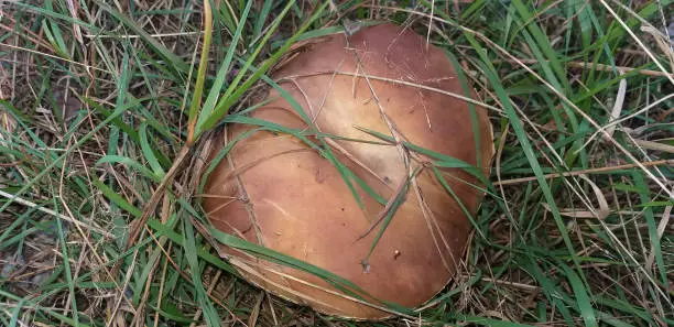 brown-cap mushroom in green grass, top view