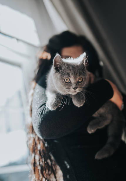 199 Cat On Shoulder Stock Photos, Pictures & Royalty-Free Images - iStock | Person holding cat on shoulder 199 Cat On Shoulder Stock Photos, Pictures & Royalty-Free Images - iStock | Person holding cat on shoulder