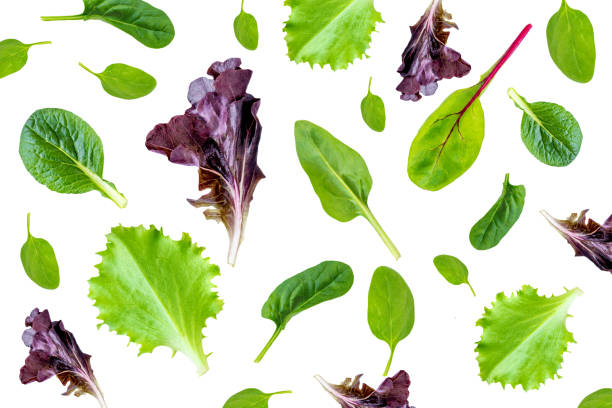 collezione foglie di insalata. mix di insalate con rucola, frisee, radicchio, lattuga isolata su sfondo bianco"n - lettuce endive abstract leaf foto e immagini stock