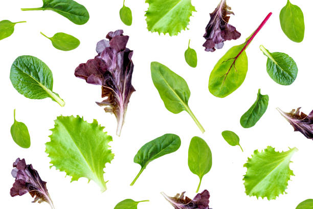 salad leaves collection. salad mix with rucola, frisee, radicchio, lettuce  isolated on white background"n - lettuce endive abstract leaf imagens e fotografias de stock