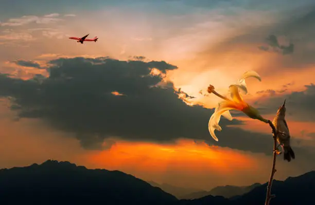 Dramatic sky clouds above mountains, airplane taken off and nightingale is sitting on a flower, global warming patterns
