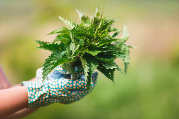 freshly picked nettle. woman holding a bunch of fresh stinging nettles with garden gloves, selective focus - irritants imagens e fotografias de stock