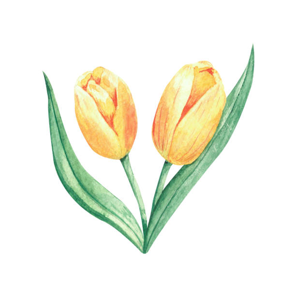 istock Watercolor illustration with spring yellow tulip flowers, isolated element on a white background. 1318319099