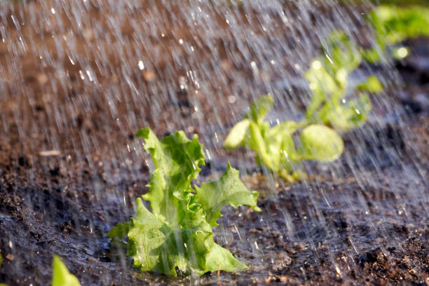 istock Young lettuce seedlings growing in soil in a garden 1318321455