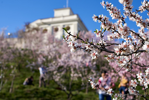 Prague, Czech Republic - April 4, 2020: Blooming trees in the Schonbornska garden, with people and the U.S. Embassy in the background