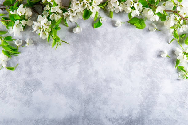 istock Branches of a white blooming apple tree on a light gray background top view, spring and summer background with free space for text 1318322355
