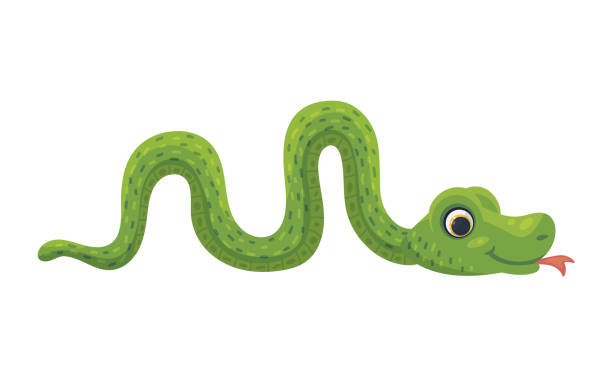 Funny green smiling cute animal snake a flat cartoon vector illustration. Funny cartoon green smiling snake. Cute animal, reptile of wild tropical nature. Flat vector isolated illustration for kids design snake with its tongue out stock illustrations