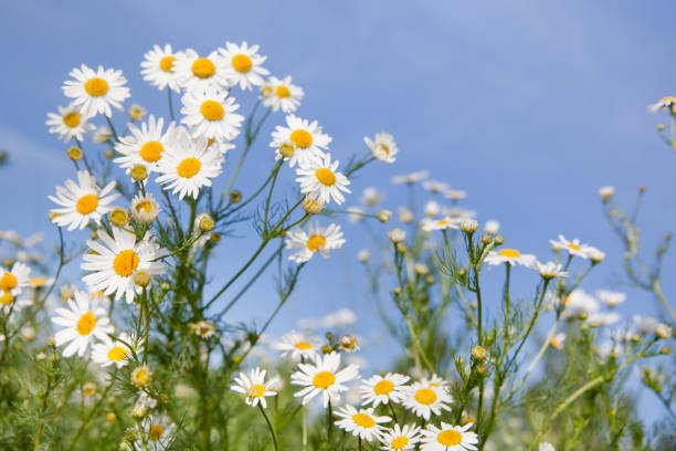 champ de camomille contre le ciel bleu. fleurs sauvages blanches par temps clair. - blue chamomile photos et images de collection