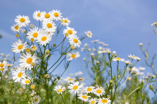 campo camomiles contro il cielo azzurro. fiori selvatici bianchi in una giornata limpida. - chamomile flower field chamomile plant foto e immagini stock