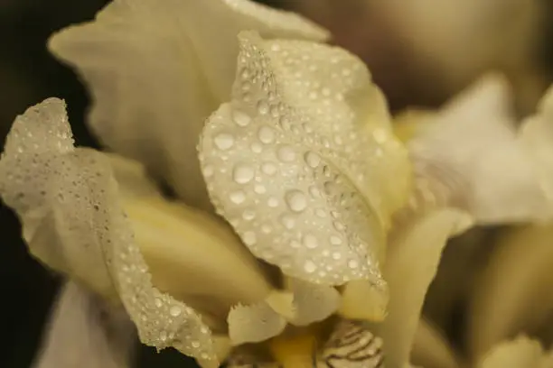 Beautiful summer flower. Iris. Perennial rhizomatous plant of the Iris family (Iridaceae) with dew drops. Sunny day.  Luxurious yellow flower. Close up