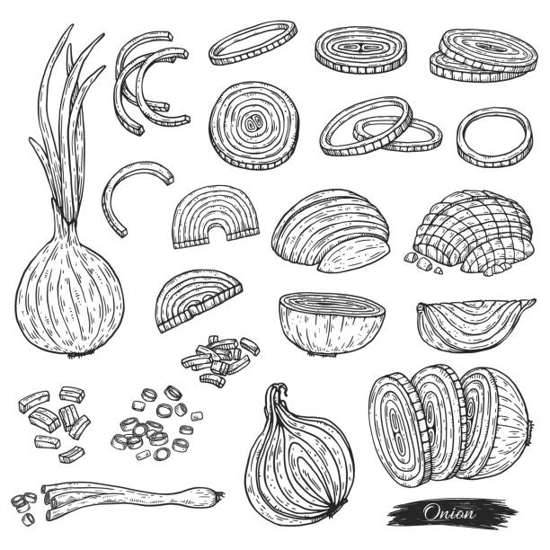 Set of green and white onion chopped, engraving vector illustration isolated. Hand drawn set of green and white onion peeled and chopped in various ways, engraving style vector illustration isolated on white background. Cut onion bulbs set. onion stock illustrations