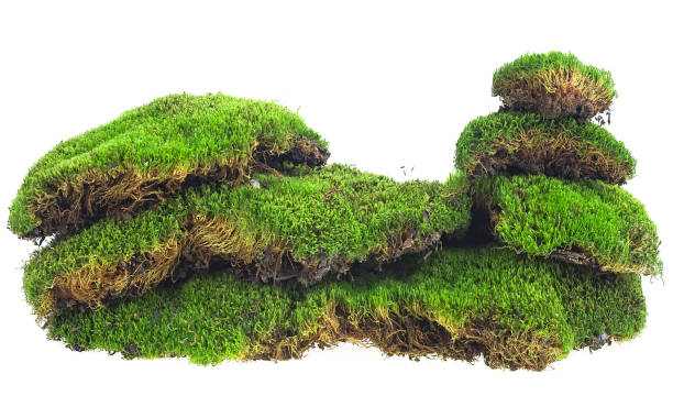 istock Fresh green moss isolated on a white background. Green mossy hill. Moss pyramid. 1318326359