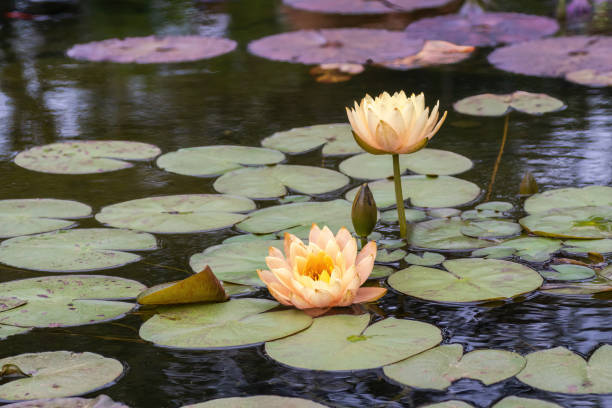 water lilies in pond with lots of leaves - water lily imagens e fotografias de stock