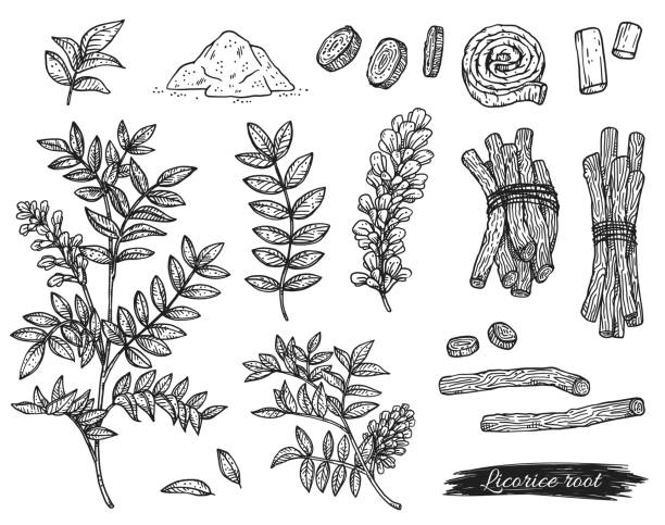 감초 뿌리, 식물 및 분말, 조각 벡터 그림 격리. - glabra stock illustrations