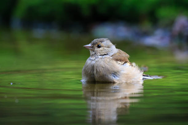Daytime front view close-up of a female common chaffinch taking a bath in shallow water in a forest in autumn time, shallow DOF