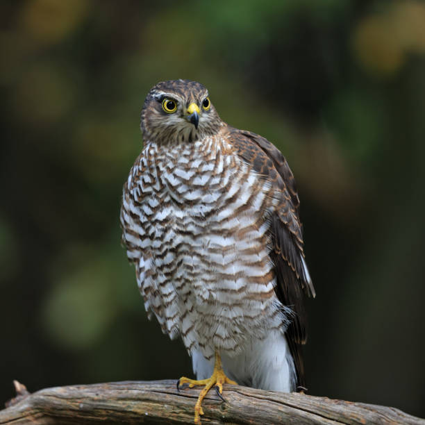 istock Close-up of a female Eurasian Sparrowhawk, perched in a forest 1318327831