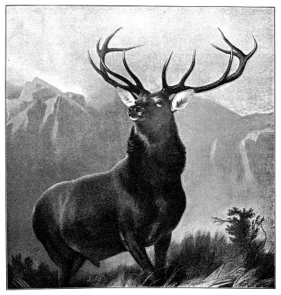 Illustration of a The Monarch of the Glen by Sir Edwin Henry Landseer