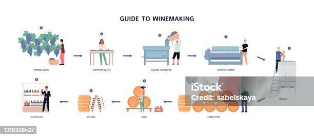 Grape Ripening Process Guide To Winemaking Process From Ripening Grapes To Natural Wine Stock ...