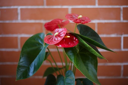 Flamenco plant