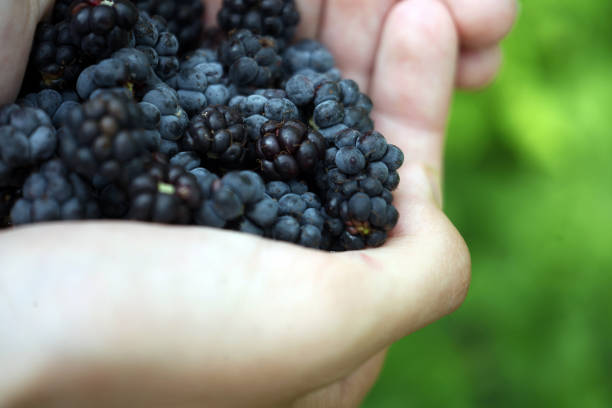 istock Hands picking blackberries during main harvest season. Berry macro background. 1318329003