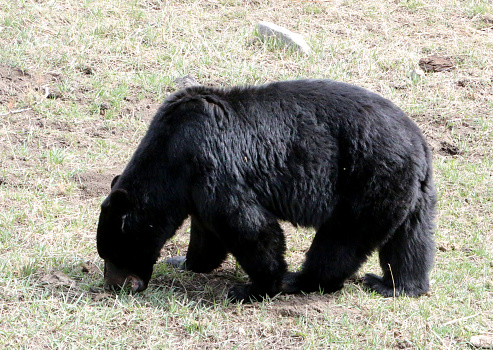 a hungry black bear looking for food in Yellowstone National Park
