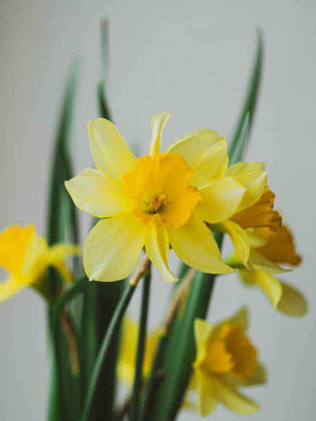 istock Beautiful yellow daffodil flower on blurred sky background in minimal style closeup Spring nature blooming greeting card 1318330711