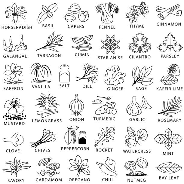 stockillustraties, clipart, cartoons en iconen met koken kruiden, kruiden en kruiden overzicht pictogrammen - peterselie illustraties