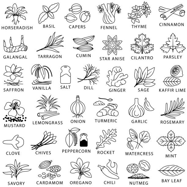 ilustrações, clipart, desenhos animados e ícones de cozinhar ervas, especiarias e ícones de contorno de tempero - herb cooking garlic mint