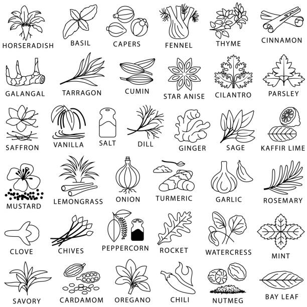 Cooking Herbs, Spices and Seasoning Outline Icons Single color outline icons of herbs and spices, isolated. saffron plant stock illustrations