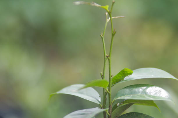 istock Cute little caterpillar crawling on tree. Caterpillar stock images 1318331367