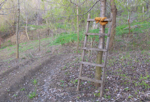 istock A wooden ladder hanging in the tree 1318331389
