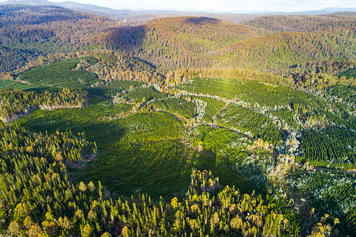 Aerial view of reforestation and forest regrowth in the mountains