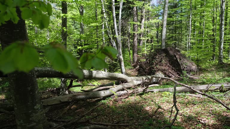 Afro Tree Roots 280+ African Tree Roots Stock Videos and Royalty-Free Footage - iStock