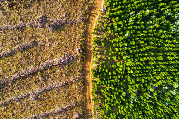 Aerial view of dirt road through contrasting deforestation and pine forest regrowth in logging environment Aerial view of dirt road through contrasting deforestation and pine forest regrowth in logging environment. australian forest stock pictures, royalty-free photos & images